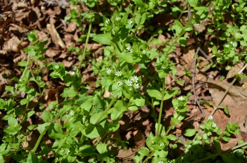 Santa Brigida (Val Brembana, BG):  Stellaria media